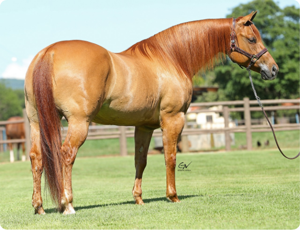 DONE IT ELETRIC(USA)